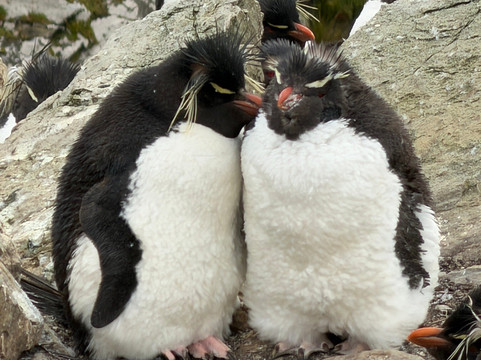 Kidney Cove Tours-Stanley必去景点