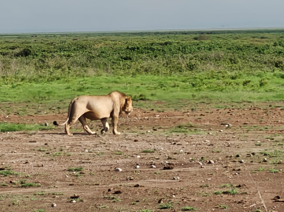 Maasai Safari & Cultural Tours-Kimana必去景点