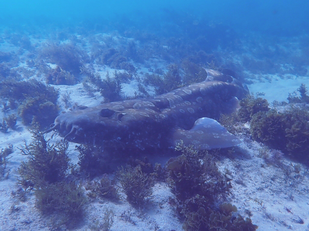 Dive Centre Bondi-邦迪必去景点