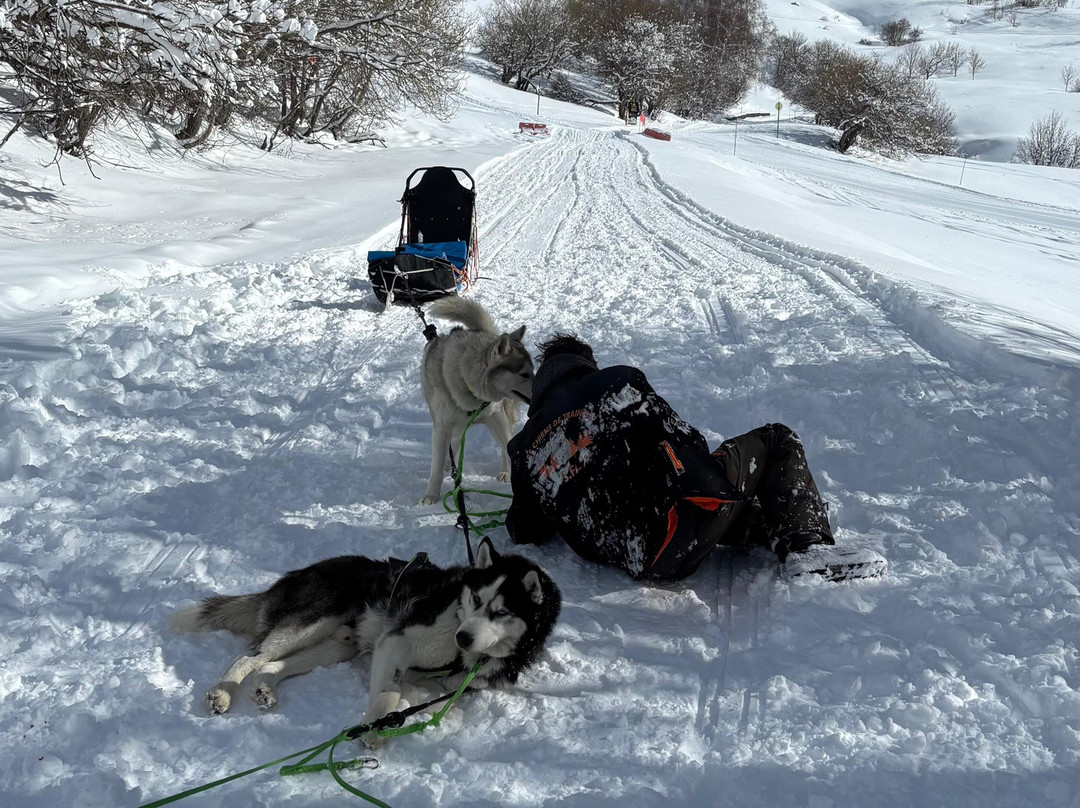 Chiens de Traineau-Saint Francois Longchamp必去景点