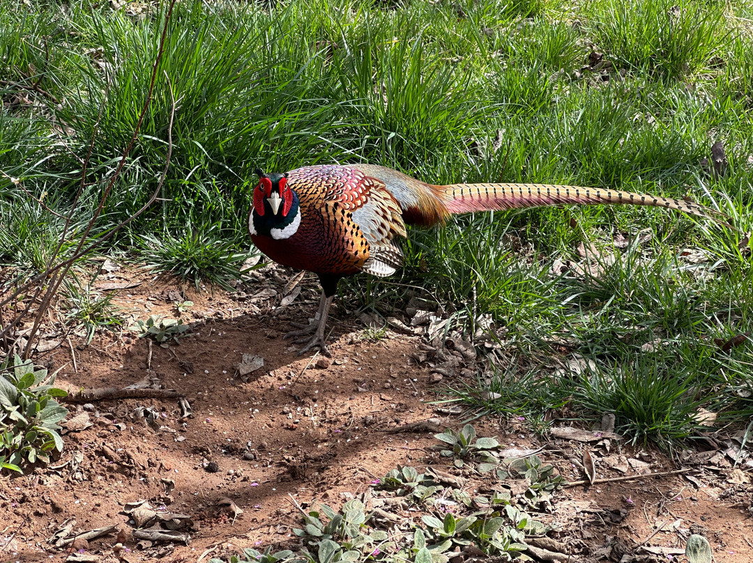Oklahoma City Zoo and Botanical Garden-俄克拉何马城必去景点