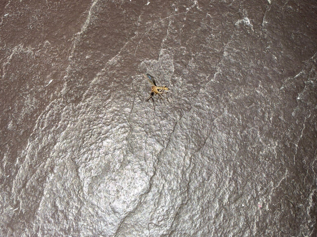 Best Western Hotel Green City主图