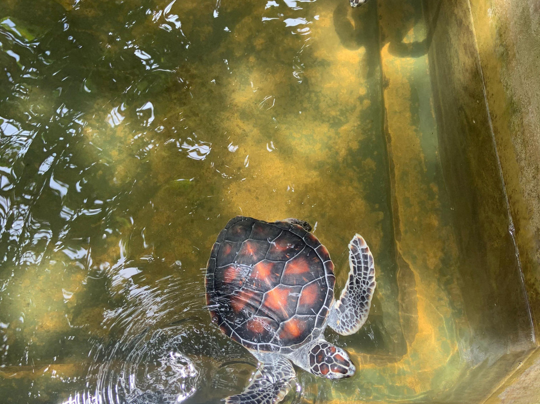 Trivarro-Nikaweratiya必去景点