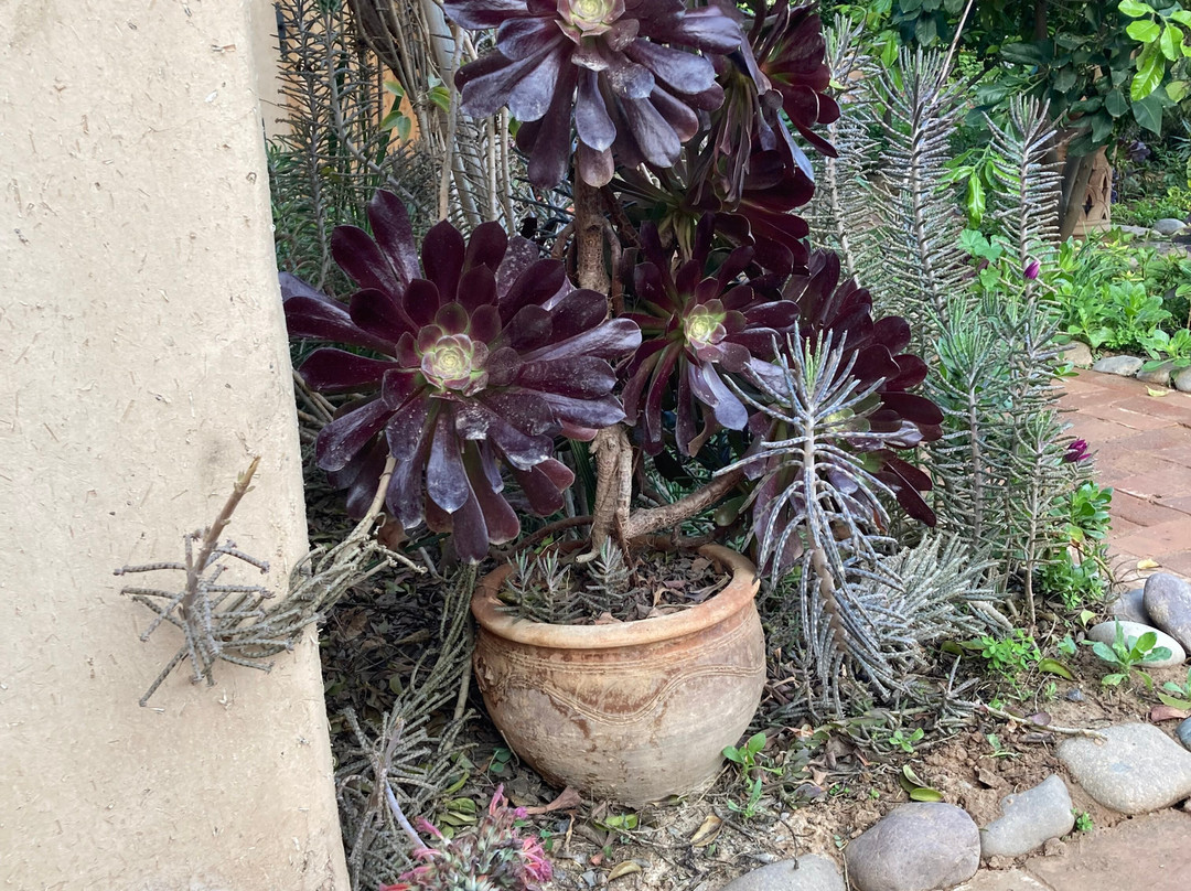 La Maison Anglaise Garden Ecolodge主图