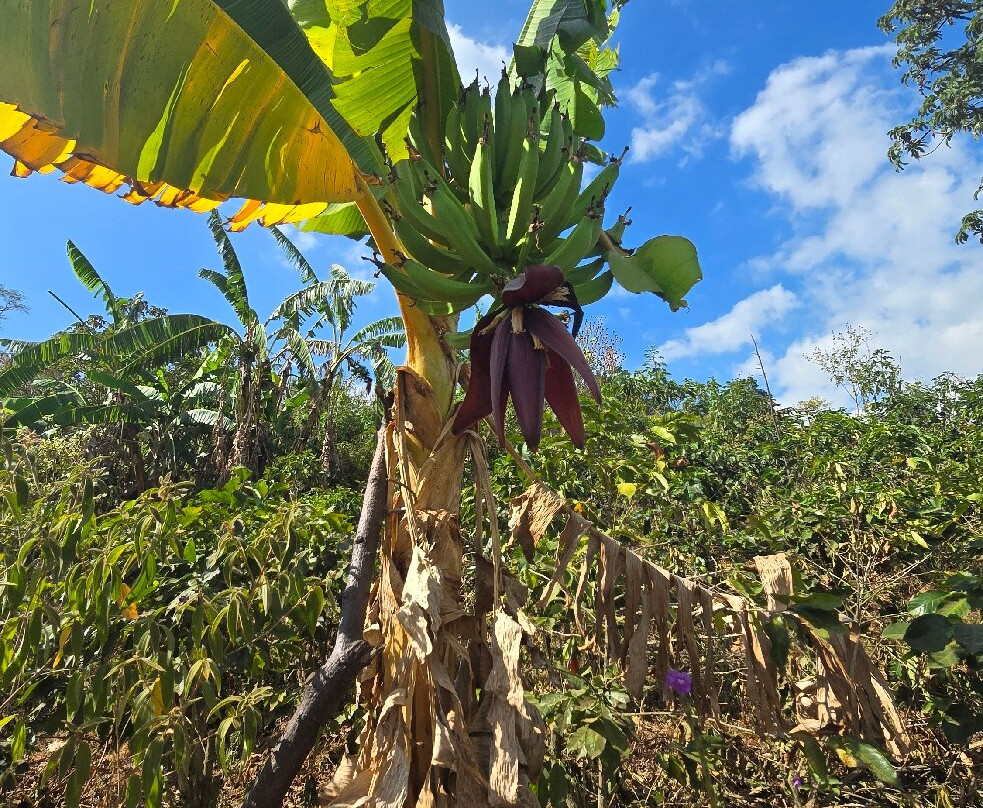 TIO JOSE COFFEE TOUR-葛雷西亚必去景点