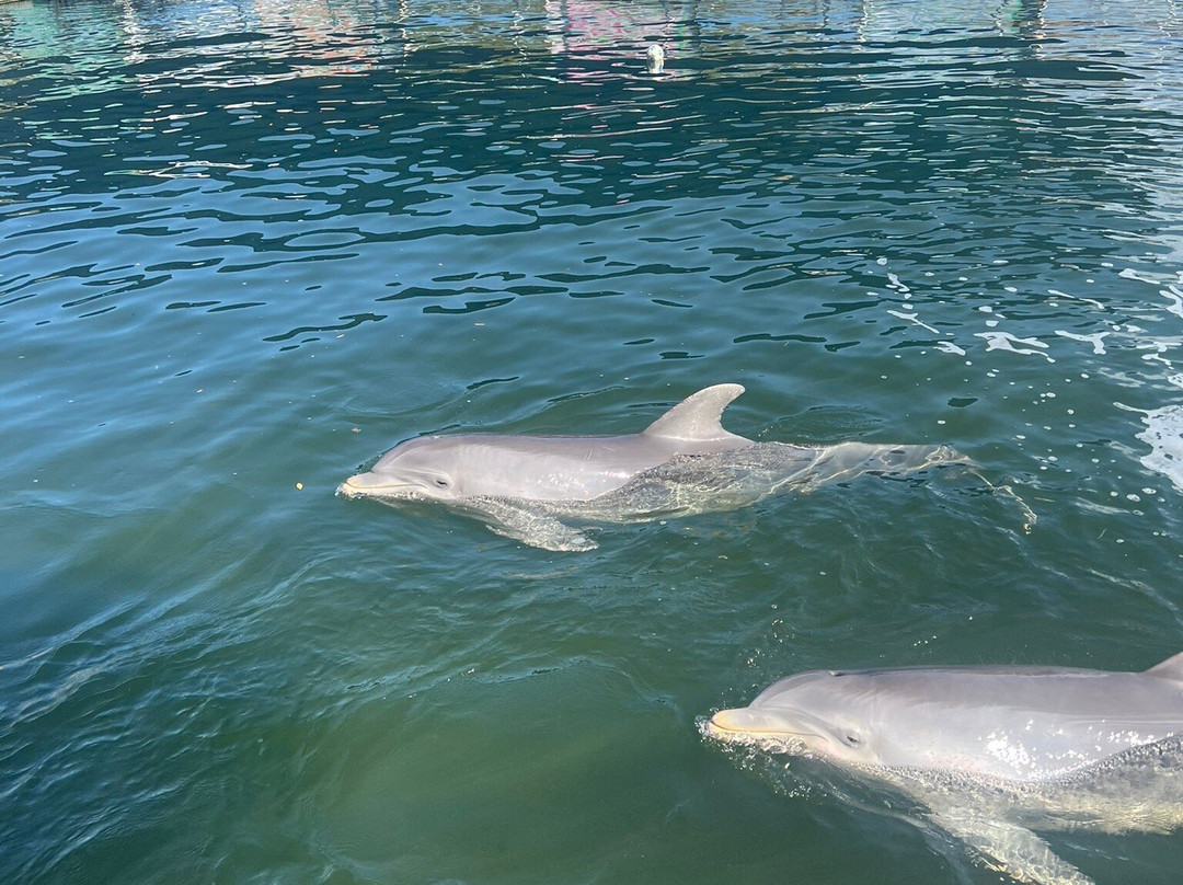 Island Dolphin Care-拉哥岛必去景点
