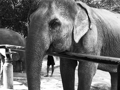 Samui Elephant Sanctuary-波普特必去景点