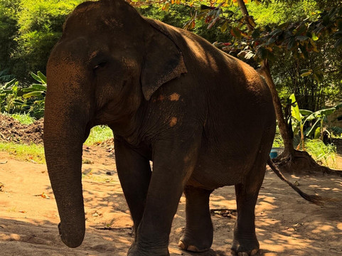 Samui Elephant Sanctuary-波普特必去景点
