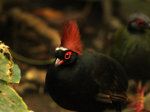 The Living Rainforest-纽伯里必去景点