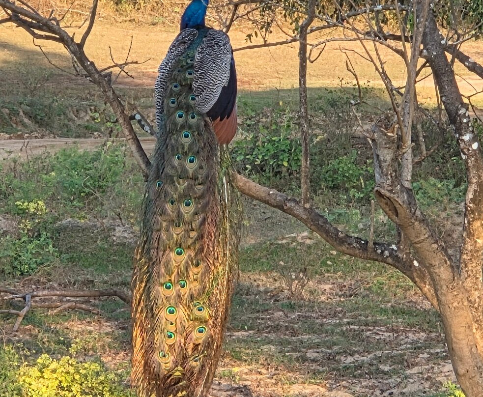 Lanka Classy Tours-凯拉尼亚必去景点