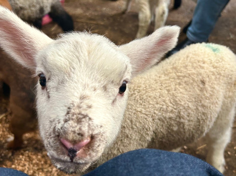 Bissett's Barn - The Rings-库珀必去景点