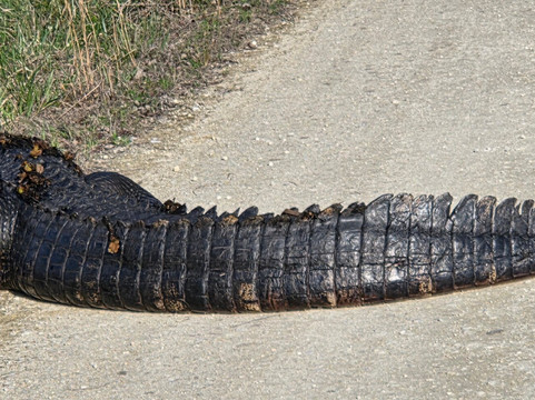 Santee National Wildlife Refuge-Summerton必去景点