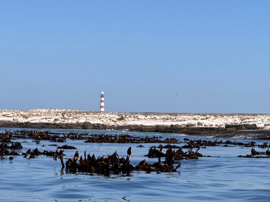 Cape Coast Expeditions-Yzerfontein必去景点