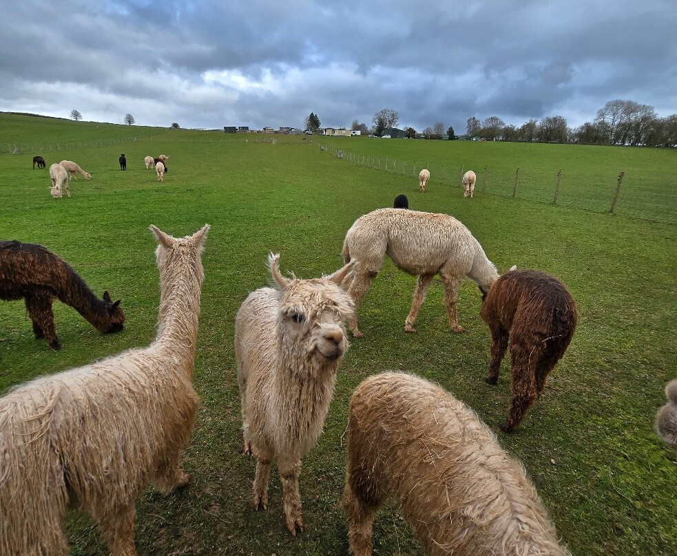 Severn Valley Alpacas-Bridgnorth必去景点
