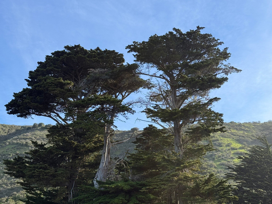 Mendocino Cove