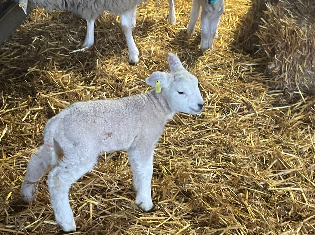 West Lodge Farm Park-Desborough必去景点