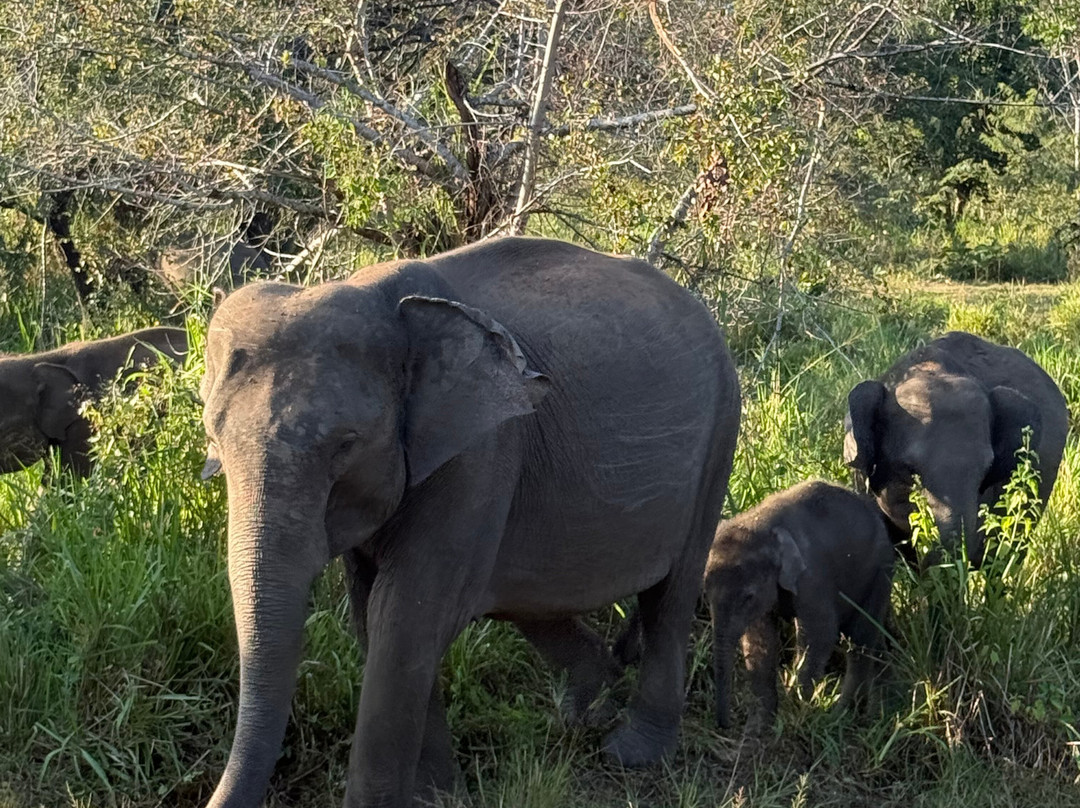 Darshana Tours - Private Driver Sri Lanka-尼甘布必去景点