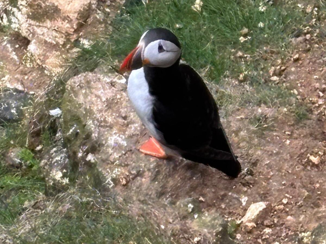 RSPB Bempton Cliffs-Bempton必去景点