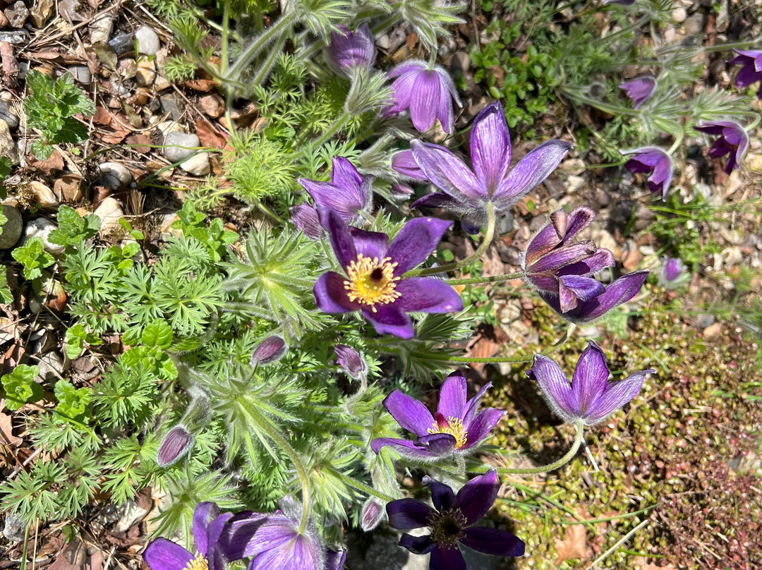 Green Island Gardens-Ardleigh必去景点