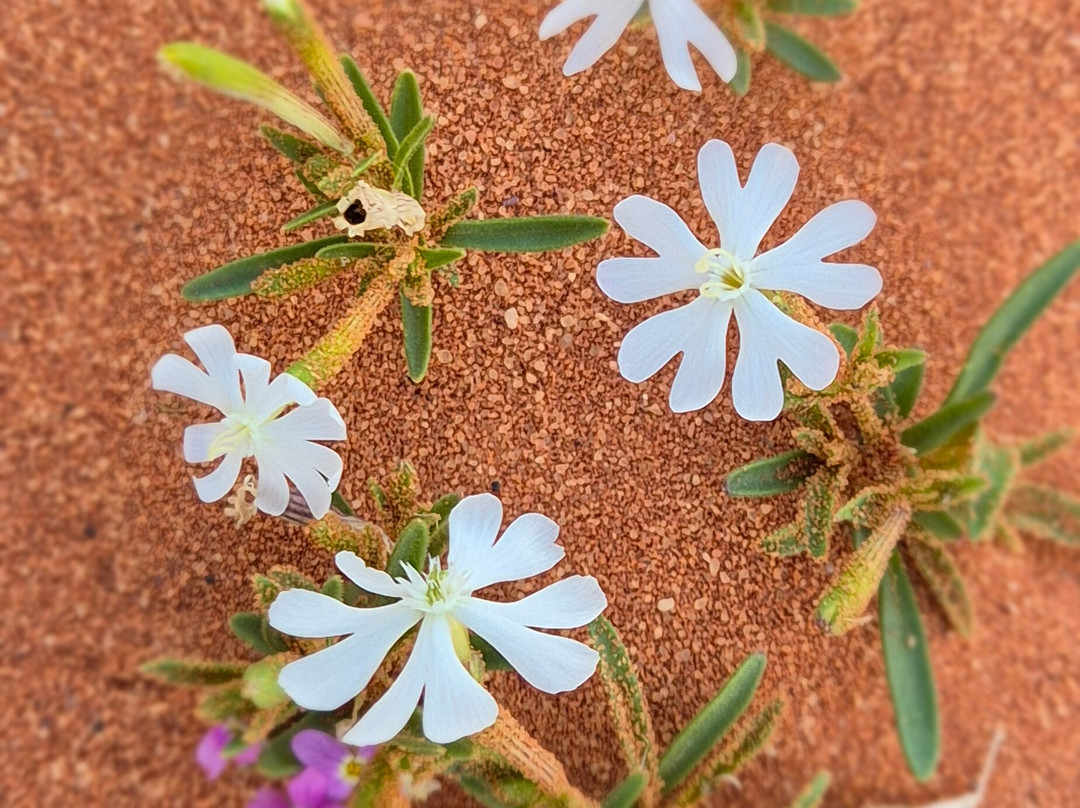 Bedouin Nights Camp-Wadi Rum Village必去景点