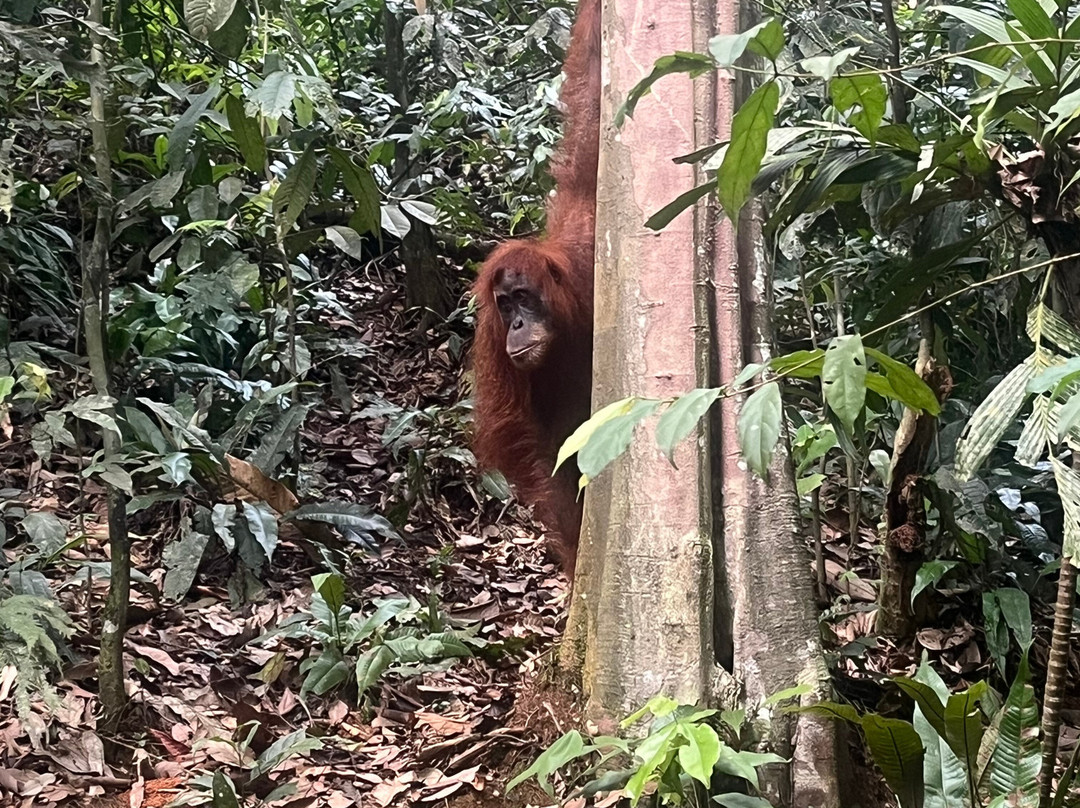 Bukit Lawang Adventure-武吉拉旺必去景点