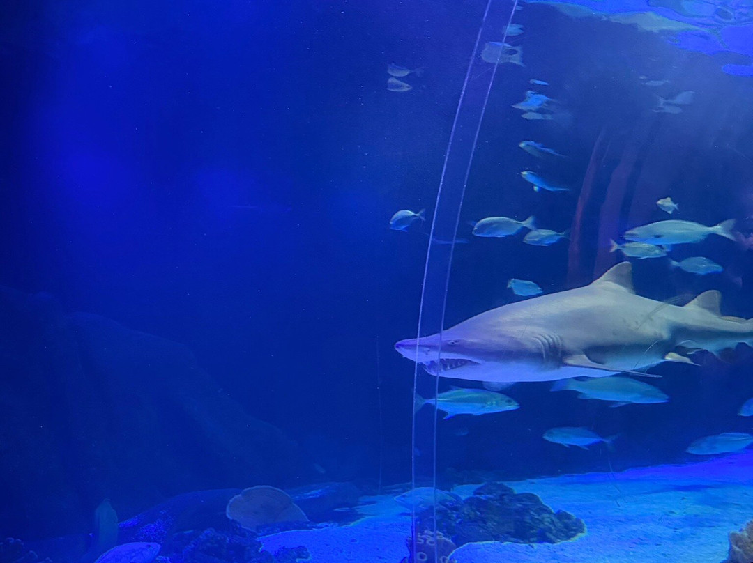 Oceanic Aquarium-康泊琉海水浴场必去景点