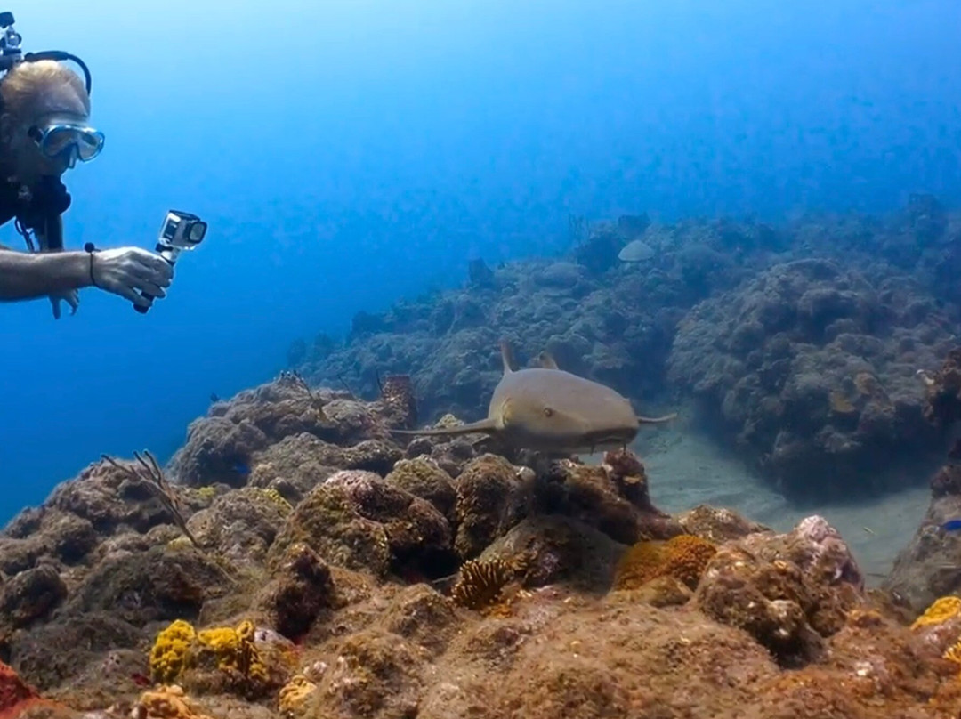 Sea Saba Dive Center-Windwardside必去景点