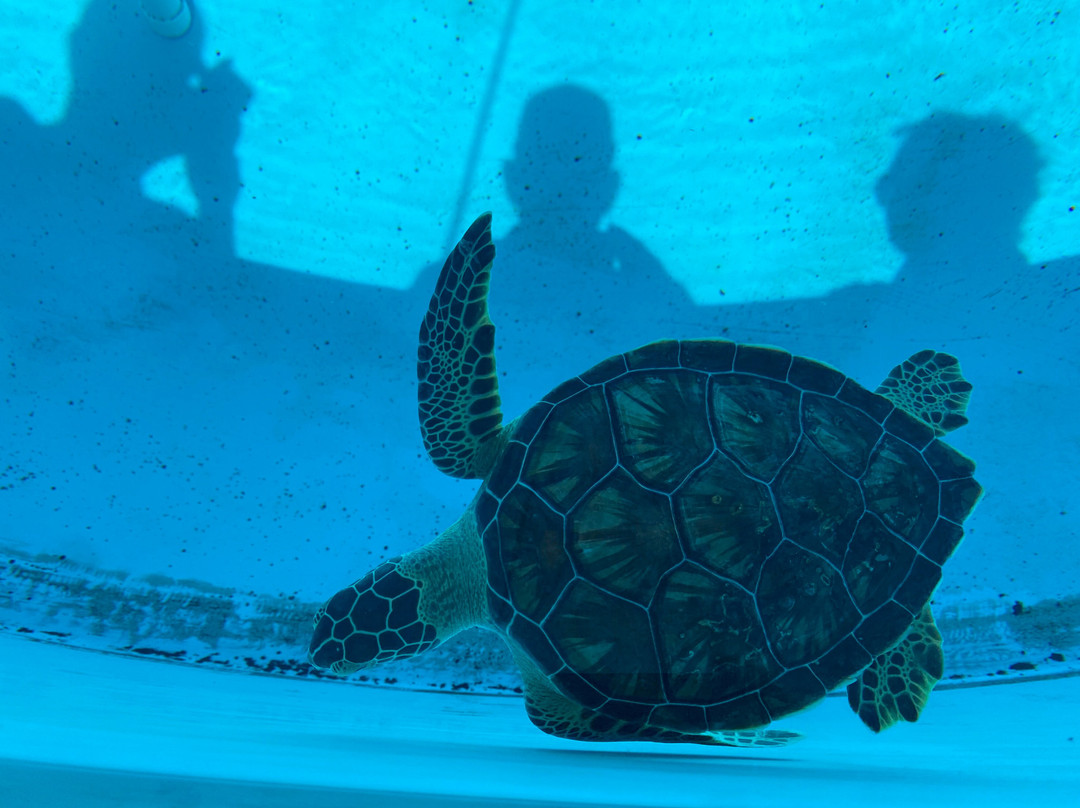 The Turtle Hospital-马拉松必去景点