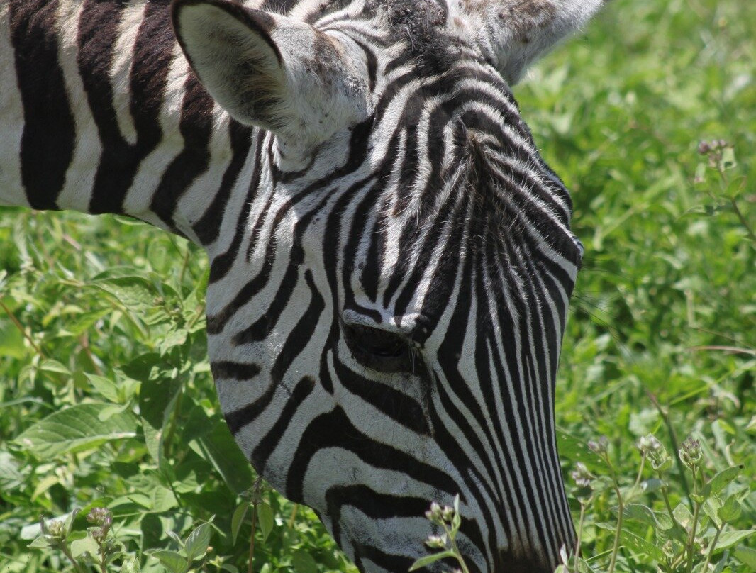 Wild Authentic Tanzania-阿鲁沙必去景点