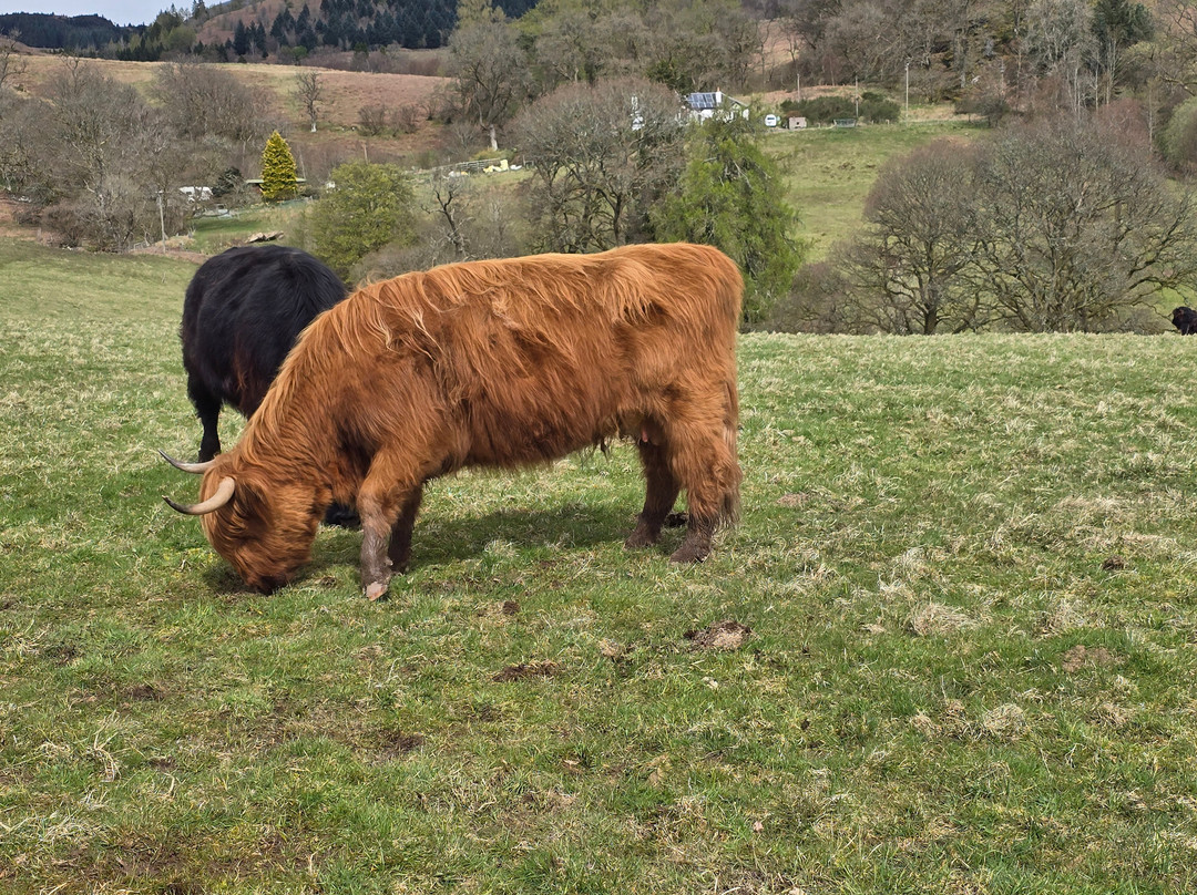 Nether Glenny Farm - Coos and Views-斯特灵必去景点