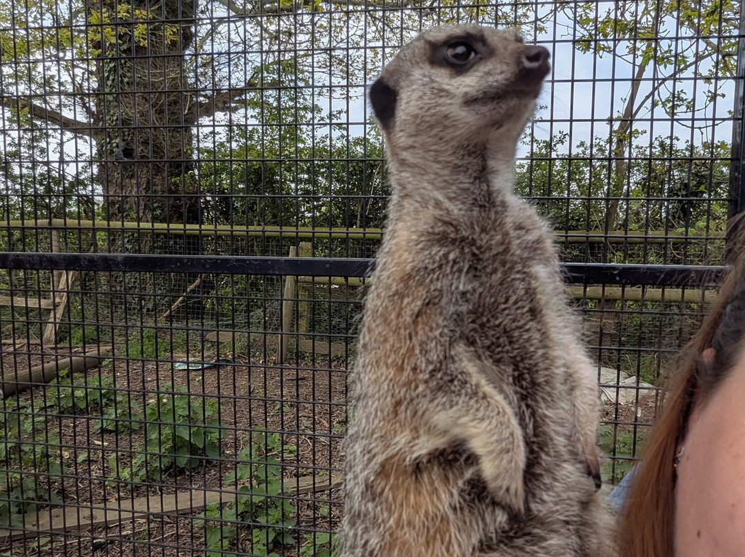 Lucky Tails Alpaca Farm-Atherstone必去景点