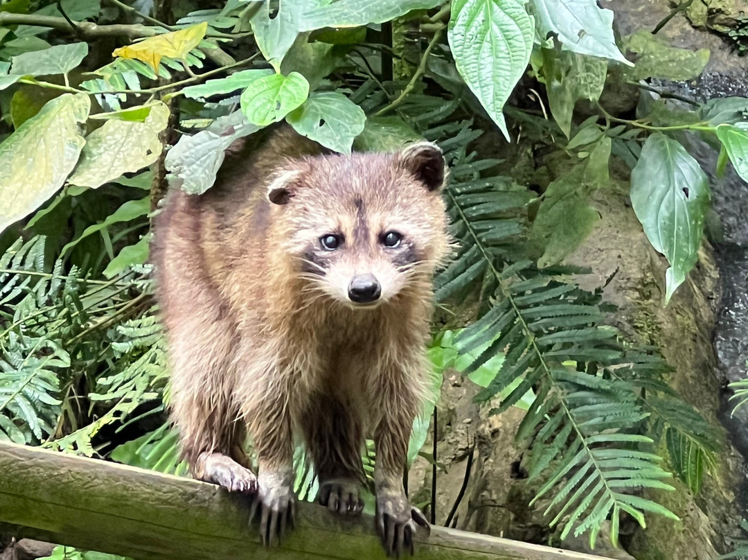 Zoo De Guadeloupe Au Parc Des Mamelles-Bouillante必去景点
