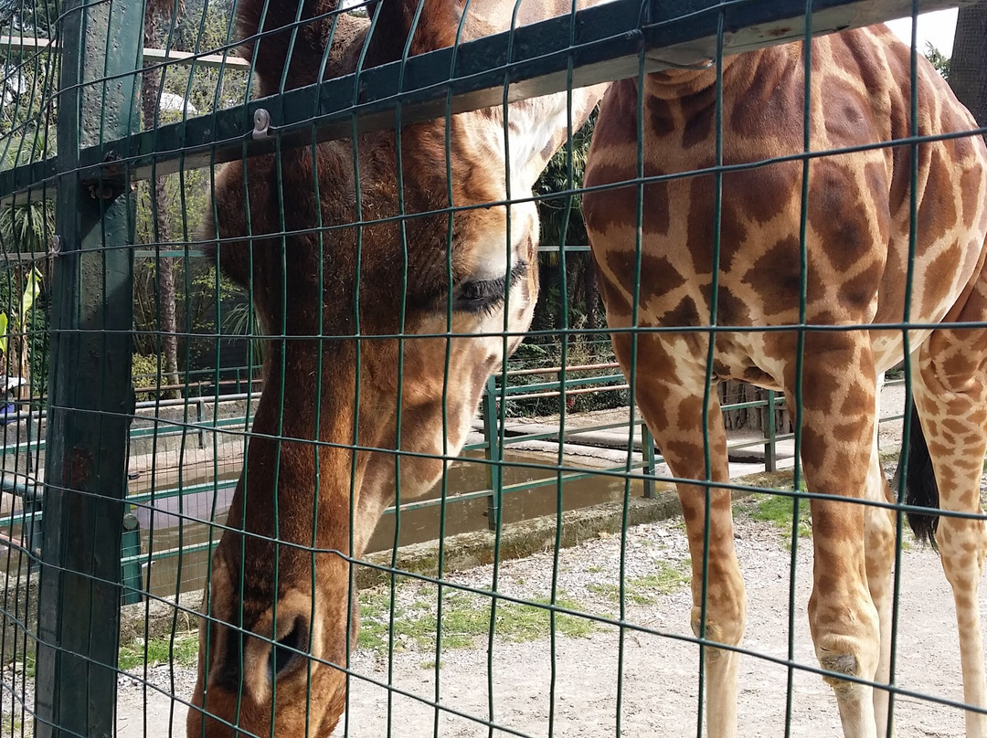 Giardino Zoologico Di Pistoia-皮斯托亚必去景点
