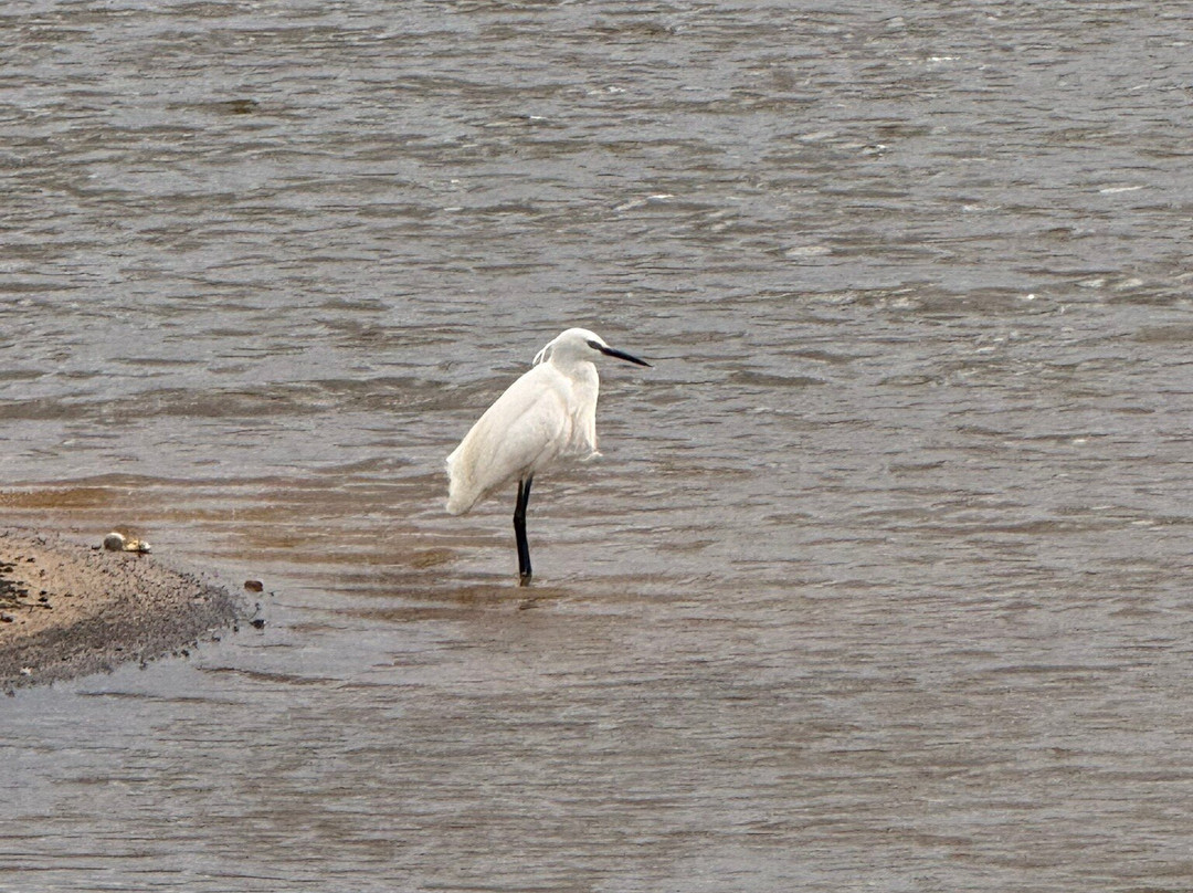 RSPB Lodmoor-韦茅斯必去景点