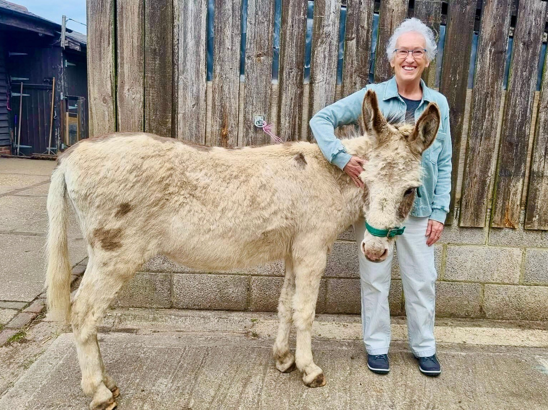 Brockenhurst Donkey Walks-Brockenhurst必去景点