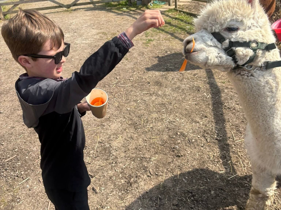 Woodlands Alpaca Farm-沃灵顿必去景点