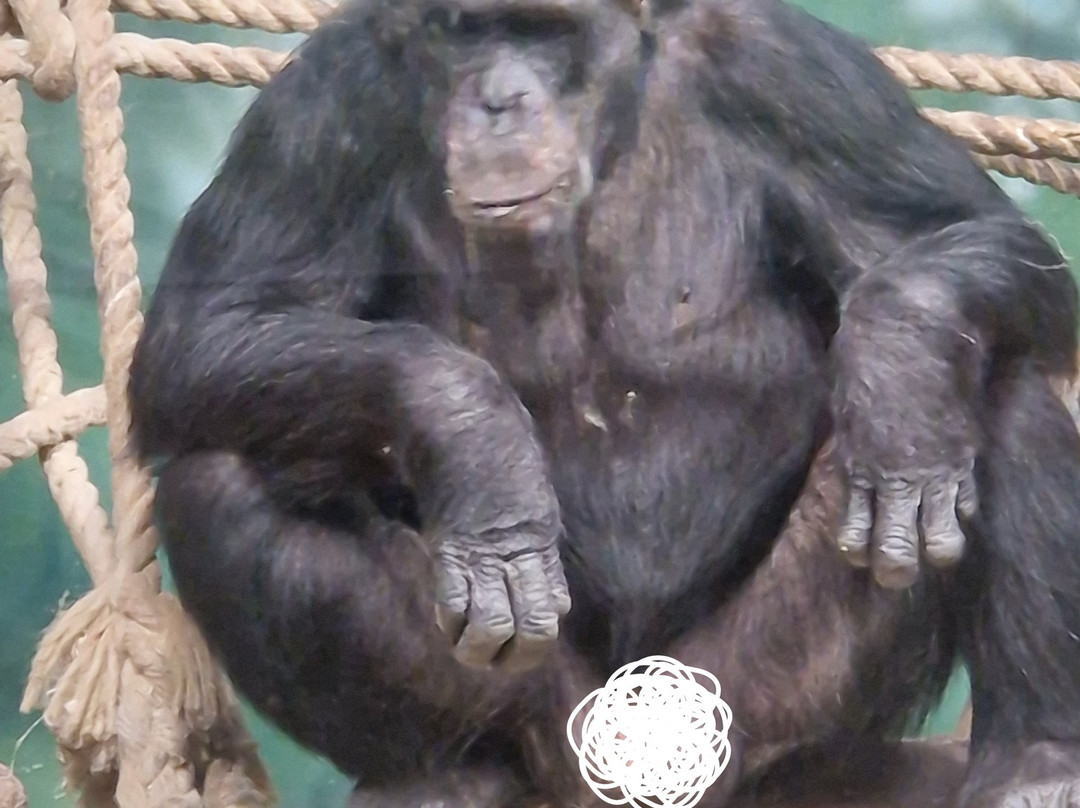 Welsh Mountain Zoo-科尔温湾必去景点