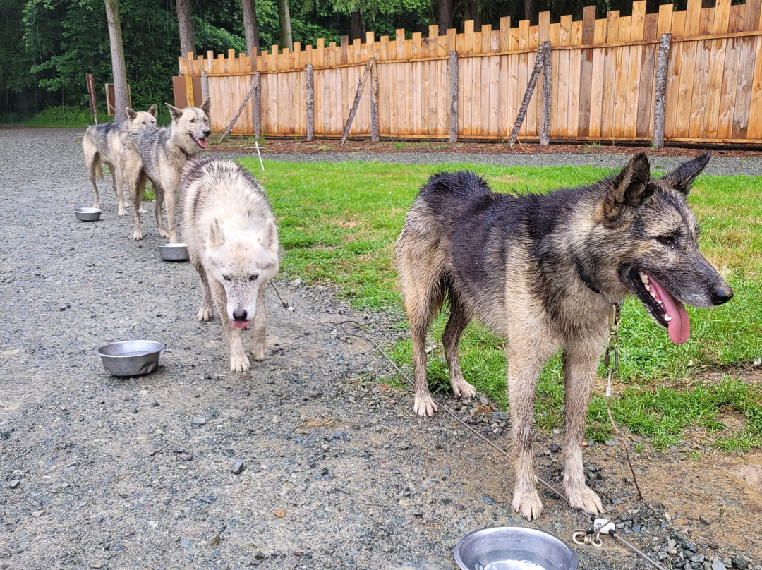 Sled Dog Ride-Saint-Symphorien必去景点