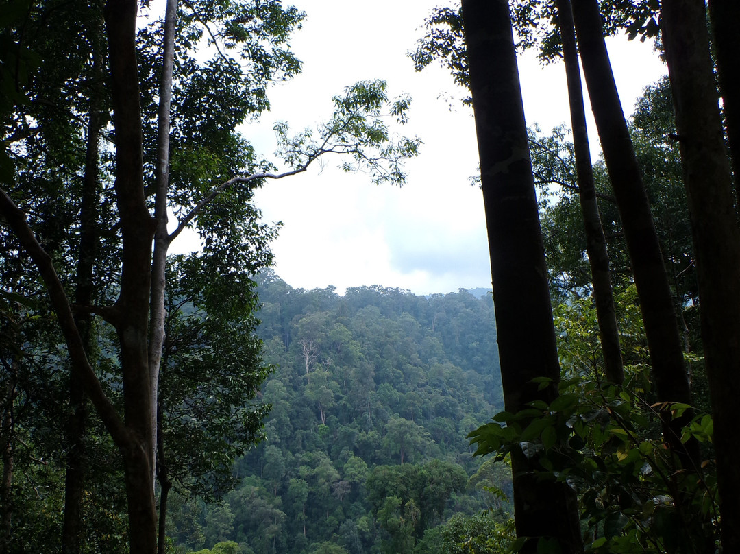 Sumatra Orangutan Tour-棉兰必去景点