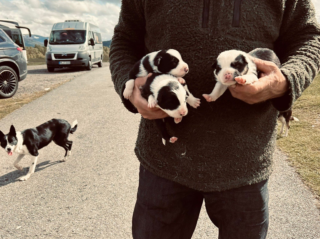 Working Sheepdogs-Kincraig必去景点