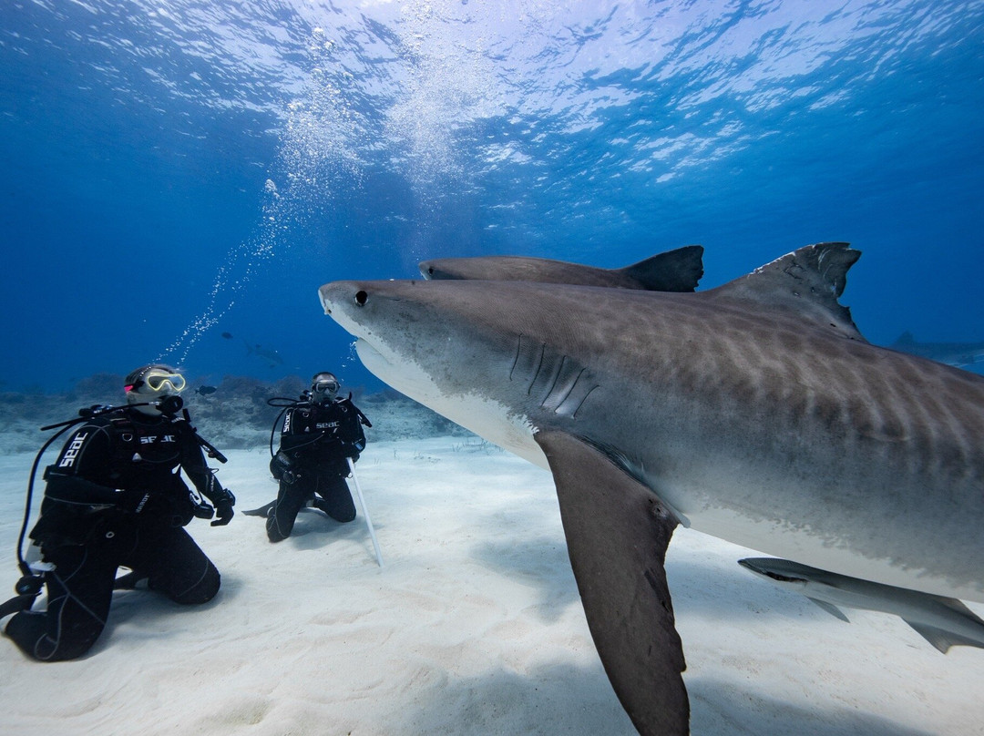 Epic Diving-West End必去景点