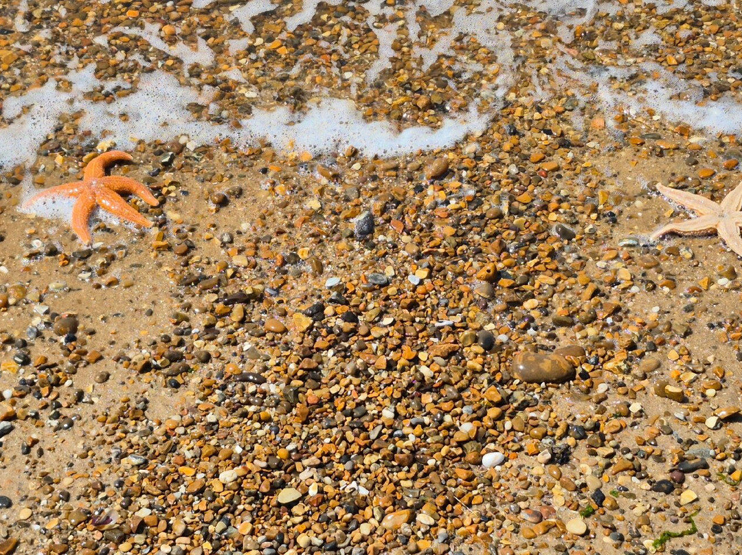 Landguard Nature Reserve-费力克斯托必去景点