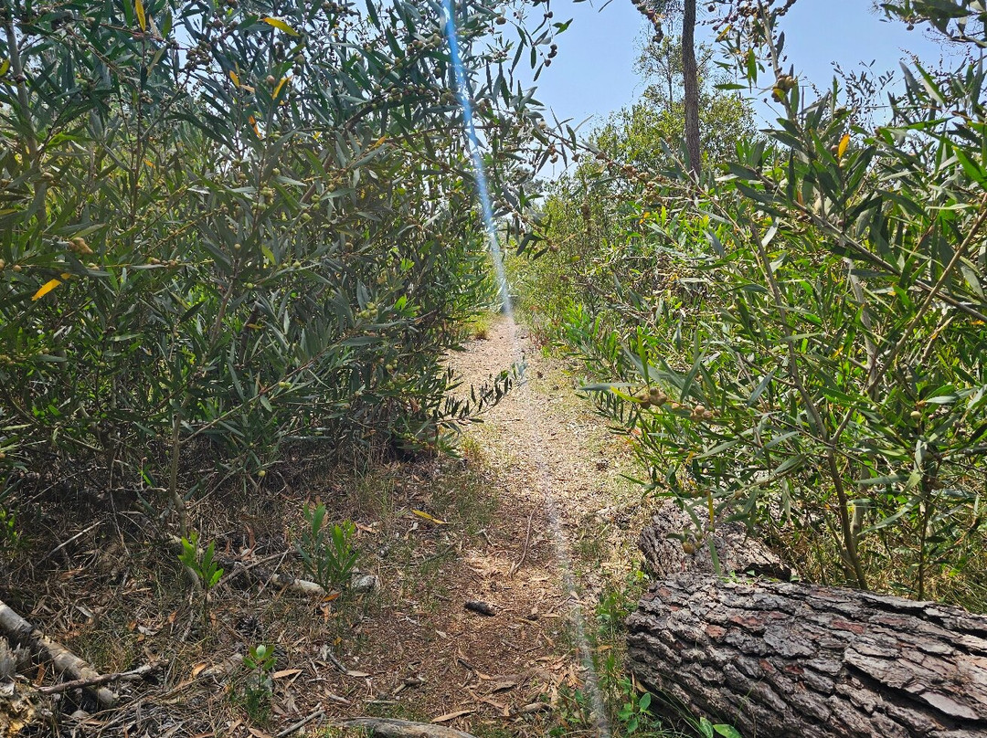 Reserva Natural das Dunas de Sao Jacinto-Sao Jacinto必去景点