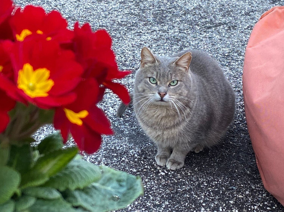 Colonia Felina Riva del Garda-里瓦德尔加尔达必去景点