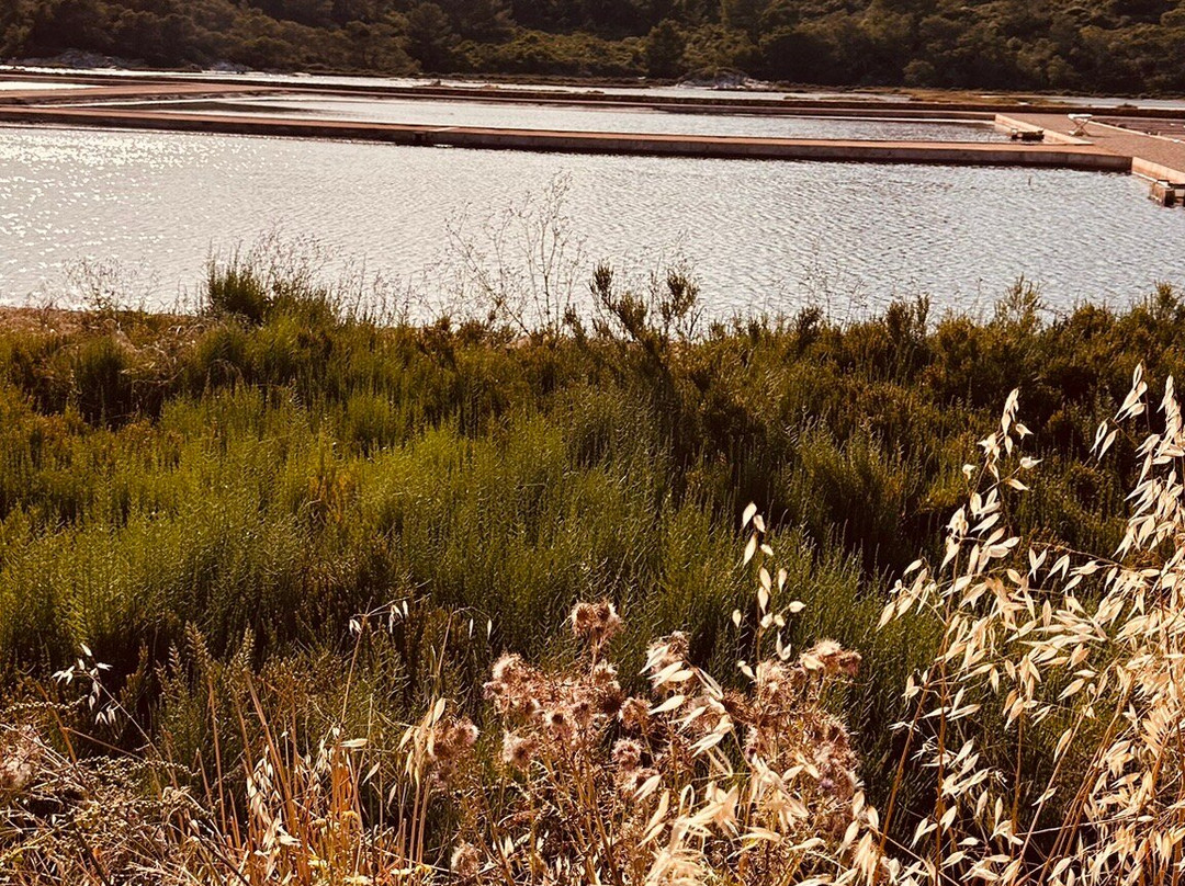 Sal de Menorca - Salinas de La Concepción-Mercadal必去景点
