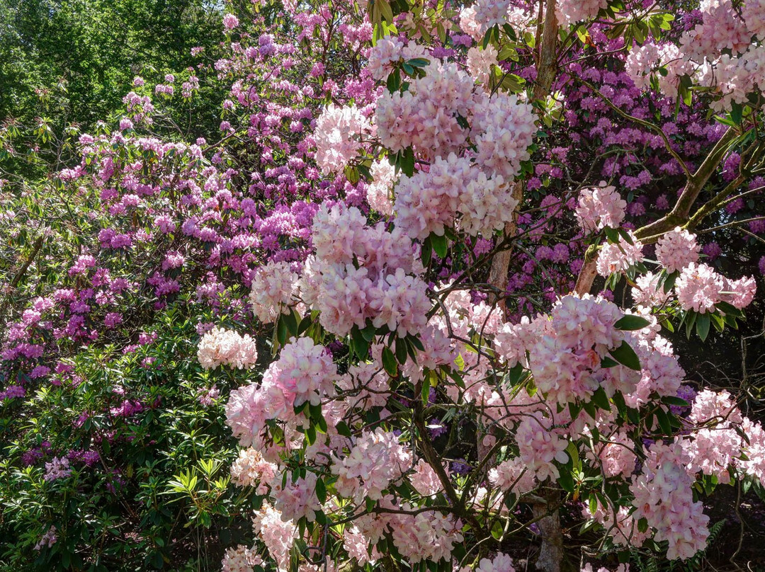 Bowood Woodland Garden-Calne必去景点