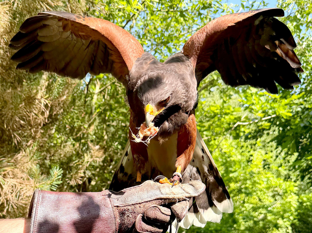 Killarney Falconry-基拉尼必去景点