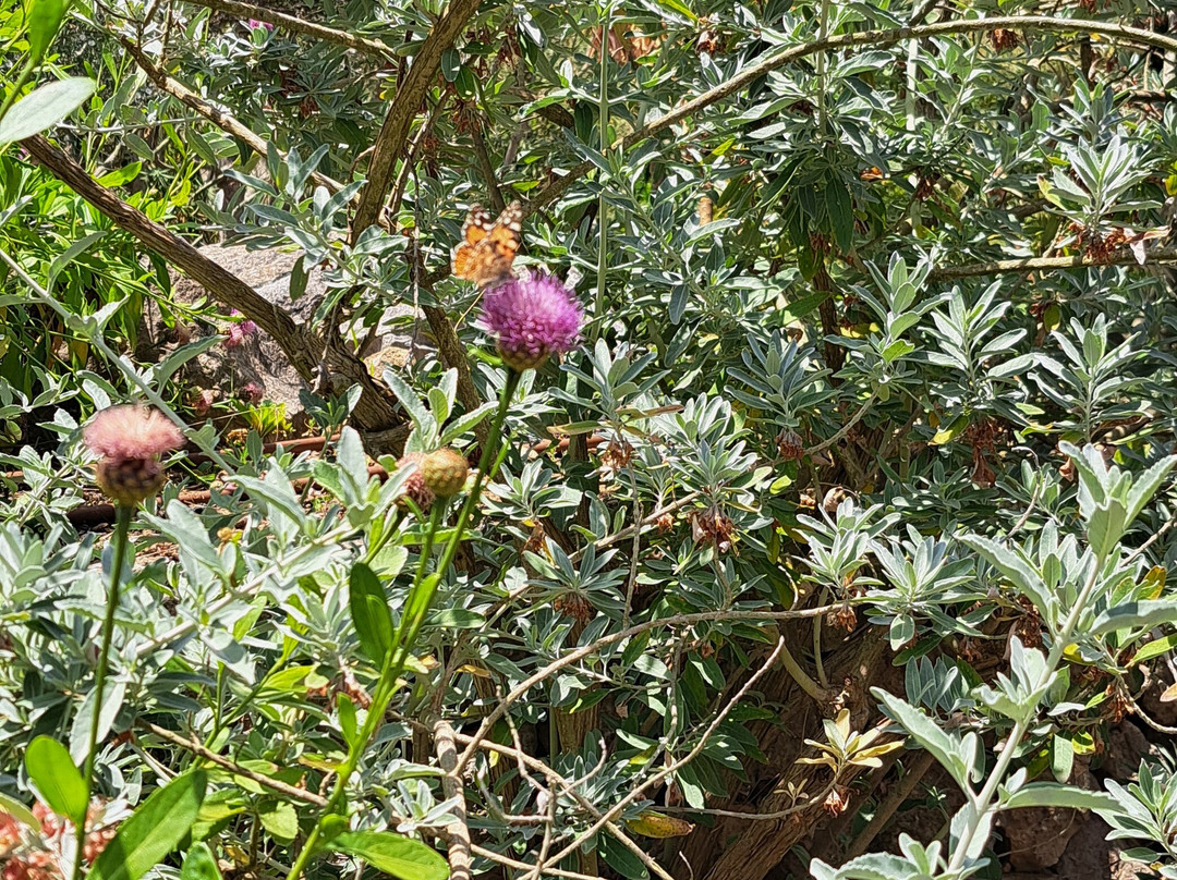 Jardín Botánico de Sóller-索耶尔必去景点
