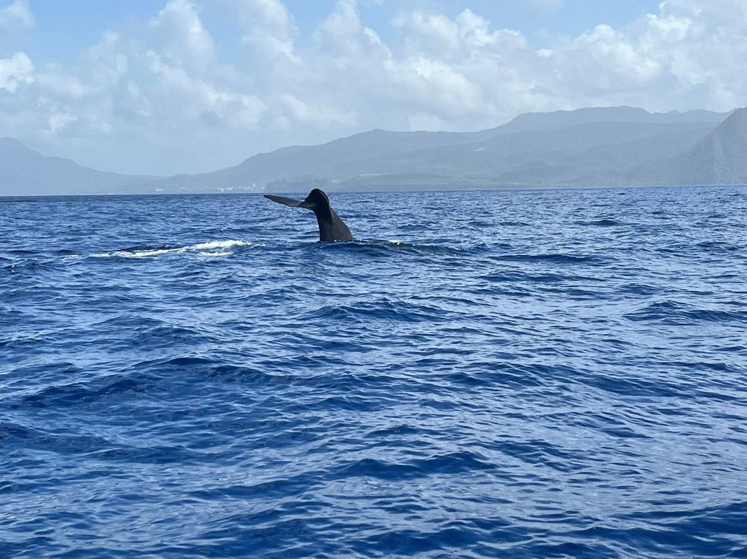 Dominica Water Tours