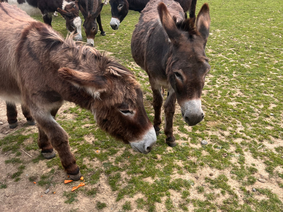 Hayling Island Donkey Sanctuary-海灵岛必去景点